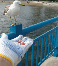 索尼w610怎么样 喂过一次大连海鸥，人类就要为自己的弱小羞愧