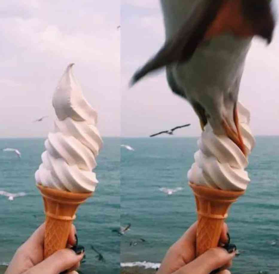 索尼w610怎么样 喂过一次大连海鸥，人类就要为自己的弱小羞愧