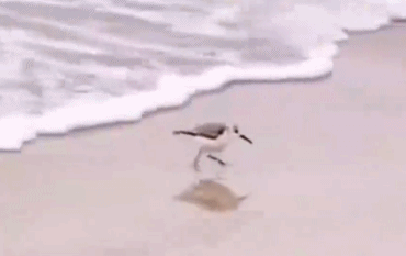 索尼w610怎么样 喂过一次大连海鸥，人类就要为自己的弱小羞愧