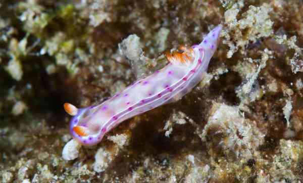 海底是怎么样的 透过镜头感受五彩斑斓的海底世界