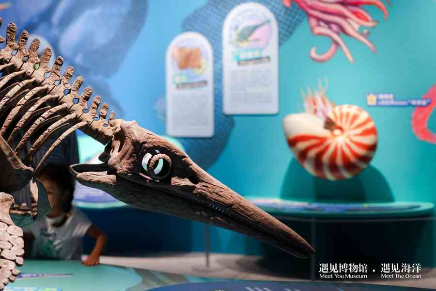 揭秘美人鱼真容：沉浸式展览开启亿年海洋探秘之旅