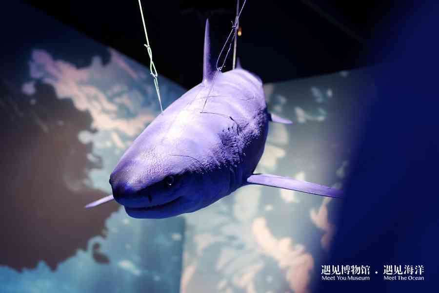 揭秘美人鱼真容：沉浸式展览开启亿年海洋探秘之旅