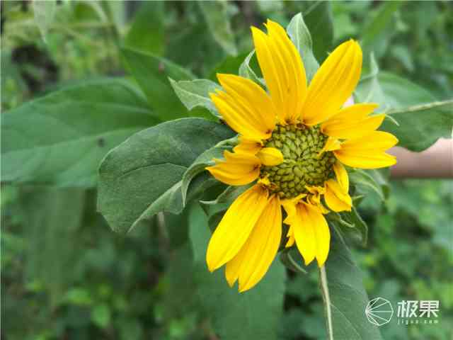 荣耀8手机怎么样