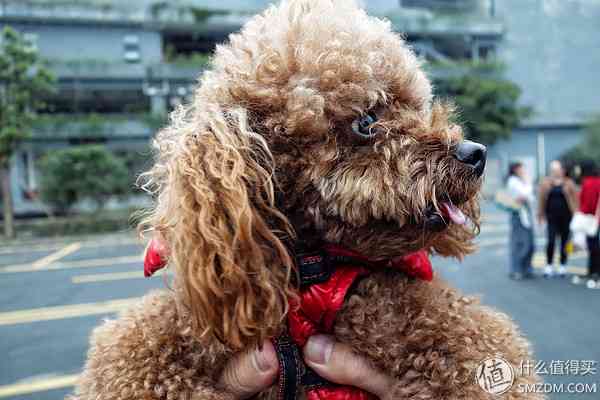 索尼RX100怎么样？也谈谈自己使用的SONY索尼DSC-RX100黑卡数码相机